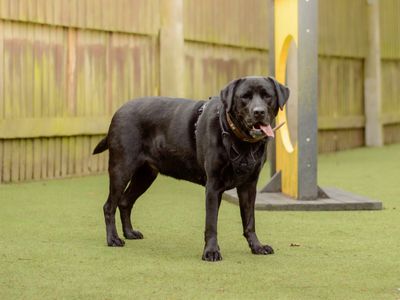 Carys | Retriever (Labrador) | Kenilworth (West Midlands) - 3