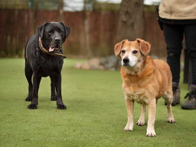 Carys | Retriever (Labrador) | Kenilworth (West Midlands) - 2