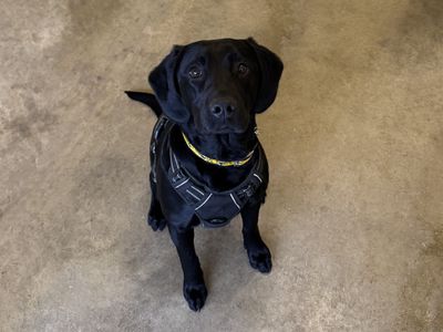 Benson | Retriever (Labrador) Cross | Basildon (Essex) - 2