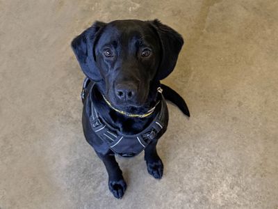 Benson | Retriever (Labrador) Cross | Basildon (Essex) - 3