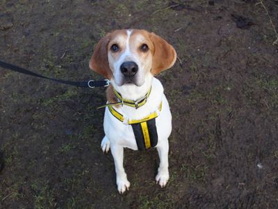 Couper | Beagle Cross | Glasgow - 3