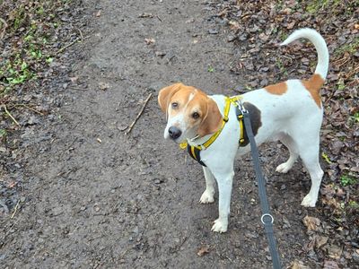 Couper | Beagle Cross | Glasgow - 2