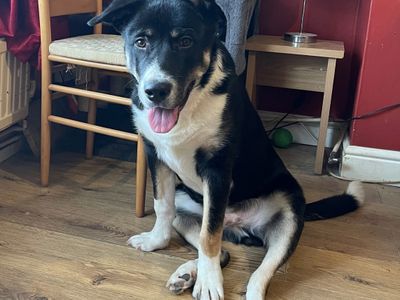 Benji | German Shepherd Dog Cross | Shoreham (Sussex) - 3