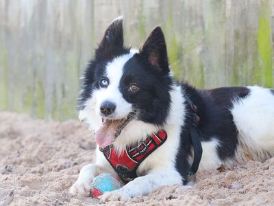 Pete | Collie (Border) | Leeds - 2