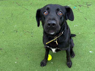 Seth | Collie (Border) Cross | Canterbury - 5