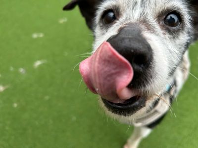 Pippa | Terrier (Jack Russell) | Cardiff - 2