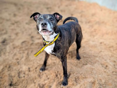 Buddy | Terrier (Staffordshire Bull) | Cardiff - 5