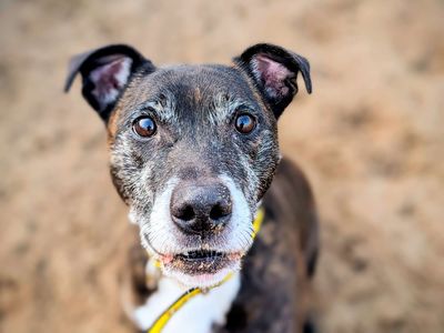 Buddy | Terrier (Staffordshire Bull) | Cardiff - 3