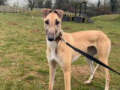 Freya | Greyhound | Snetterton (Norfolk) - 3