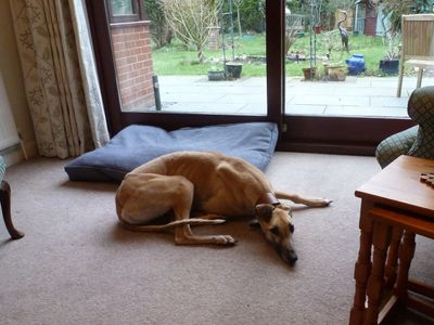 Freya | Greyhound | Snetterton (Norfolk) - 2