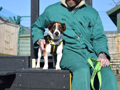 Jet | Terrier (Jack Russell) | Harefield West London - 3