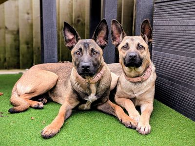 Athena | German Shepherd Dog Cross | Cardiff - 2