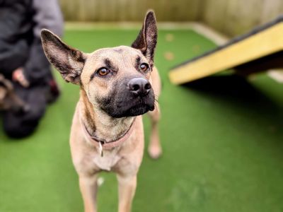 Athena | German Shepherd Dog Cross | Cardiff - 3