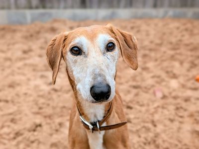 Podger | Saluki | Cardiff - 3