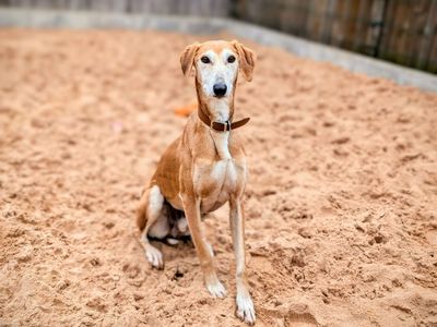 Podger | Saluki | Cardiff - 5