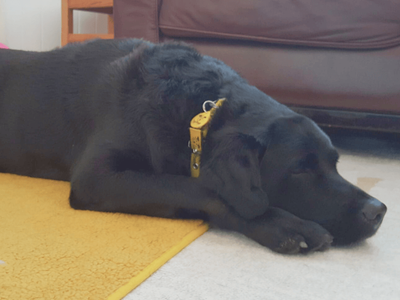 Hugo | Retriever (Labrador) | Dundee rehoming - 3