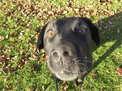 Hugo | Retriever (Labrador) | Dundee rehoming - 5