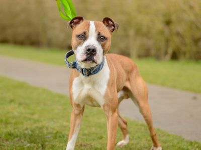 Hugo | Terrier (Staffordshire Bull) | Kenilworth (West Midlands) - 3