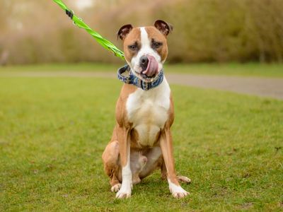 Hugo | Terrier (Staffordshire Bull) | Kenilworth (West Midlands) - 5