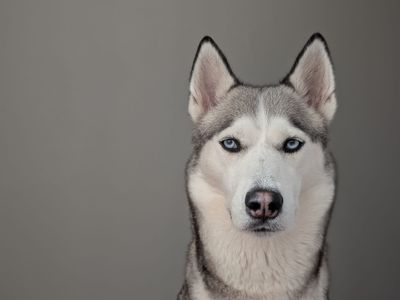 Kira | Siberian Husky | Newbury (Berkshire) - 5