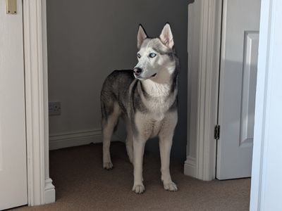 Kira | Siberian Husky | Newbury (Berkshire) - 3