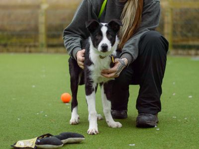 Tex | Collie (Border) | Kenilworth (West Midlands) - 1