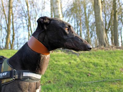 Norman | Greyhound | Merseyside (Liverpool) - 2