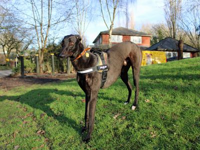 Norman | Greyhound | Merseyside (Liverpool) - 3