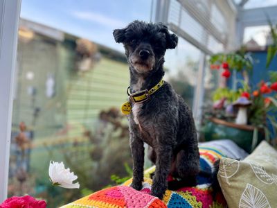 Buddy | Poodle Cross | Salisbury (Wiltshire) - 3