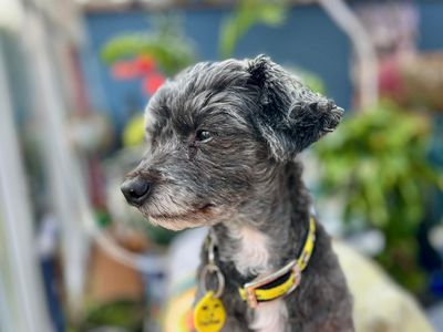 Buddy | Poodle Cross | Salisbury (Wiltshire) - 2