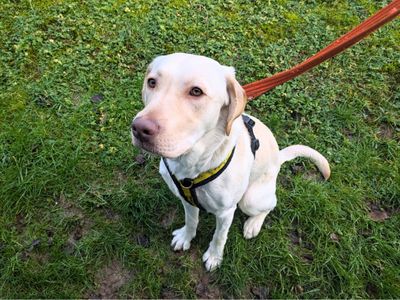 Hugo | Retriever (Labrador) | Salisbury (Wiltshire) - 2