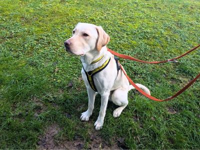 Hugo | Retriever (Labrador) | Salisbury (Wiltshire) - 3