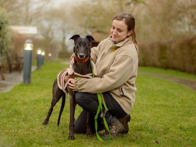 Sasha | Greyhound | Kenilworth (West Midlands) - 3