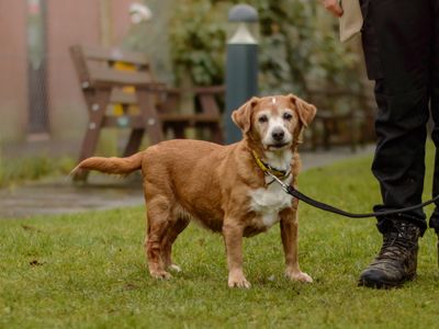 Mia | Spaniel (Cocker) Cross | Kenilworth (West Midlands) - 3