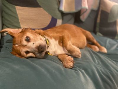 Mia | Spaniel (Cocker) Cross | Kenilworth (West Midlands) - 5