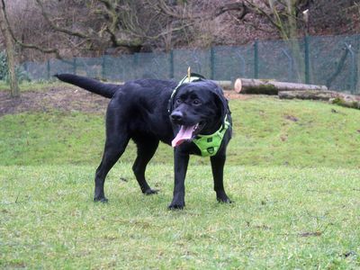 Tara | Retriever (Labrador) | Merseyside (Liverpool) - 3