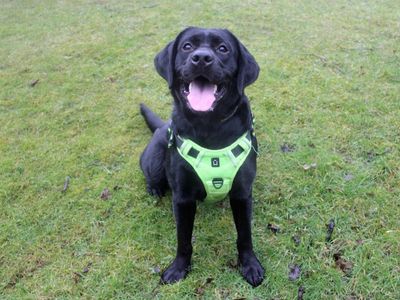 Tara | Retriever (Labrador) | Merseyside (Liverpool) - 2