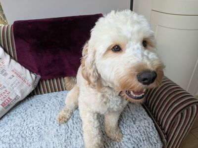 Charlie | Spaniel (Cocker) Cross | Kenilworth (West Midlands) - 3