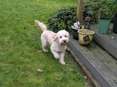 Charlie | Spaniel (Cocker) Cross | Kenilworth (West Midlands) - 2