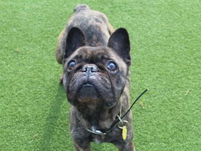 Pixie | French Bulldog | Evesham (Worcestershire) - 5