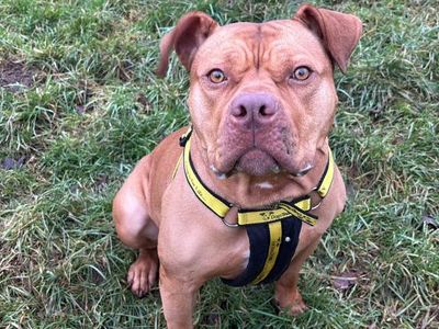 Shelby | American Bulldog | Shrewsbury (Shropshire) - 3