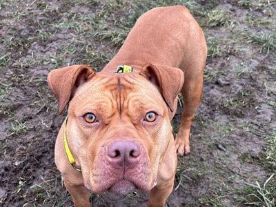 Shelby | American Bulldog | Shrewsbury (Shropshire) - 1