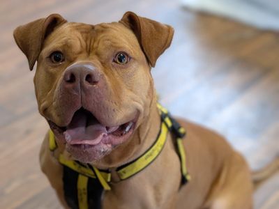 Shelby | American Bulldog | Shrewsbury (Shropshire) - 2