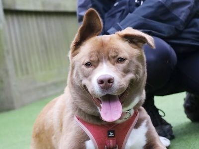 Peanut | Siberian Husky Cross | Leeds - 3