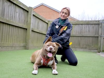 Peanut | Siberian Husky Cross | Leeds - 2