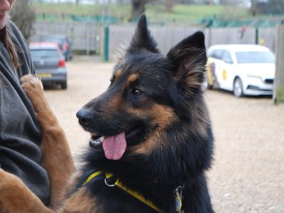 Benji | German Shepherd Dog | Newbury (Berkshire) - 3