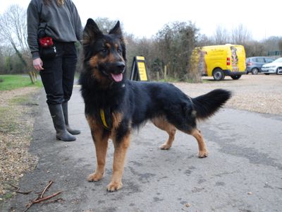 Benji | German Shepherd Dog | Newbury (Berkshire) - 5