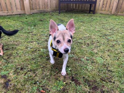 Polly | Chihuahua (Smooth Coat) Cross | West Calder (Edinburgh) - 1