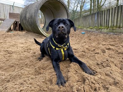 Jackson | Retriever (Labrador) Cross | Ilfracombe - 5