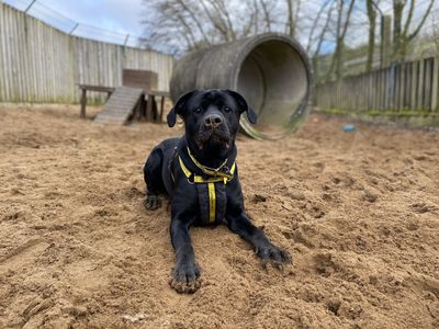 Jackson | Retriever (Labrador) Cross | Ilfracombe - 3